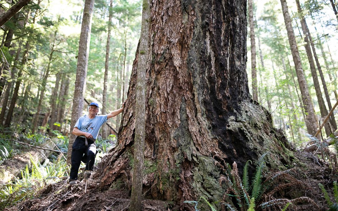 Municipal leaders in BC call on provincial government to commit funding for old-growth protection in Budget 2022