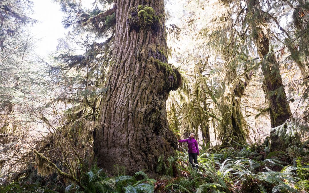 Funding for Old-Growth Arrives in BC Budget, Falls Short of What’s Needed