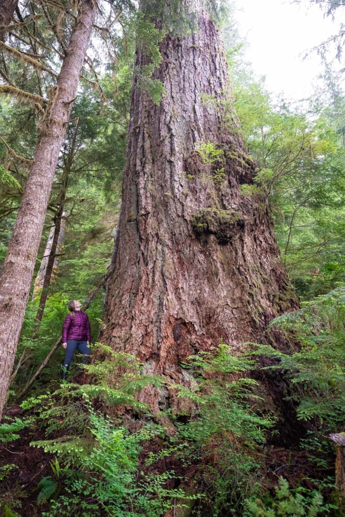 The Alberni Giant, identified in 2019 by AFA, is among the last of an elite class of giant Douglas-firs that once dominated the south coast before 150 years of industrial logging almost completely wiped them out. For dedicated tree hunters, locating one of these rare giants is like winning the big-tree lottery. Nahmint Valley, Hupačasath territory. Diameter 12 ft (3.64 m) Height: 202 ft (61.8 m)