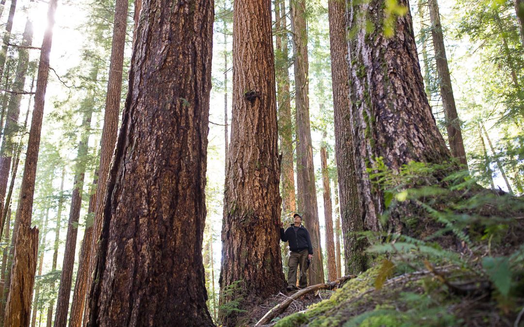 Major Old-Growth Logging Deferrals on Mosaic’s Private Lands on Vancouver Island and Haida Gwaii