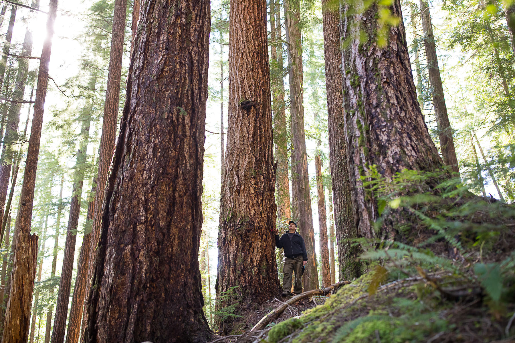 Old-growth forest experts release map urging B.C. to act quickly on logging  deferrals