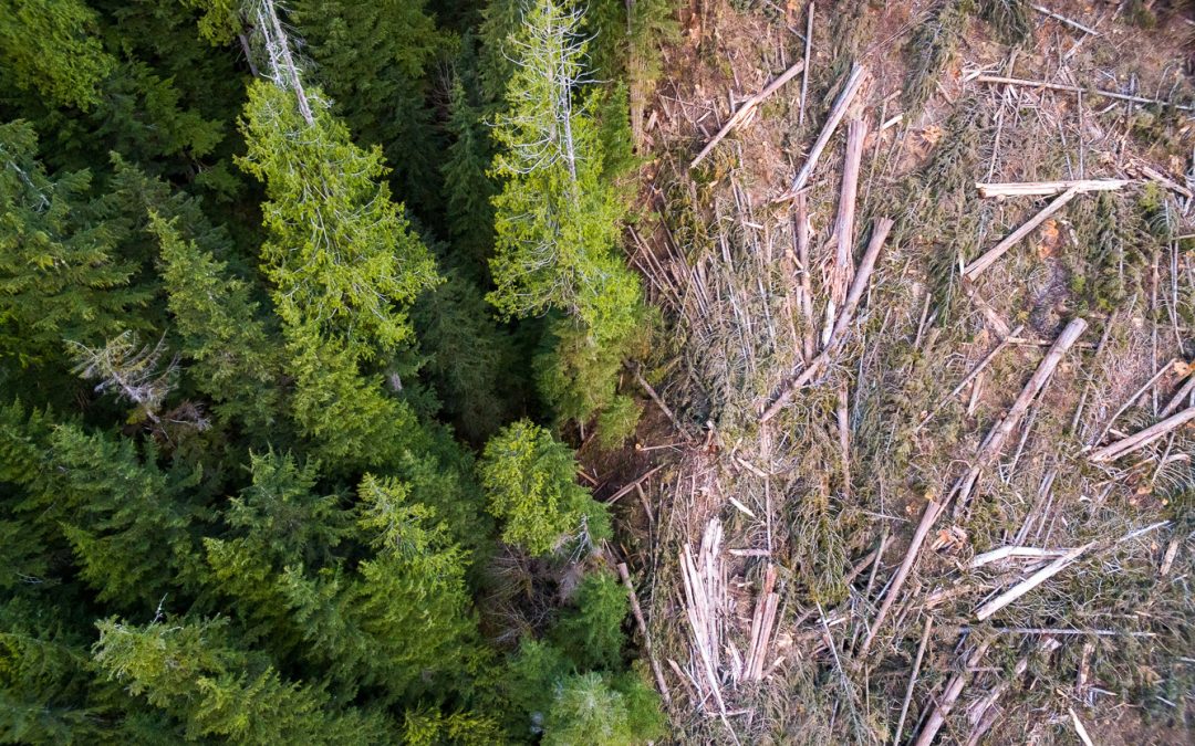 BC Government Announces Additional Logging Deferrals