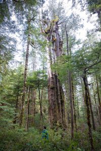 On the hunt for ancient trees.