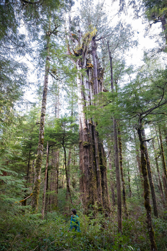 On the hunt for ancient trees.
