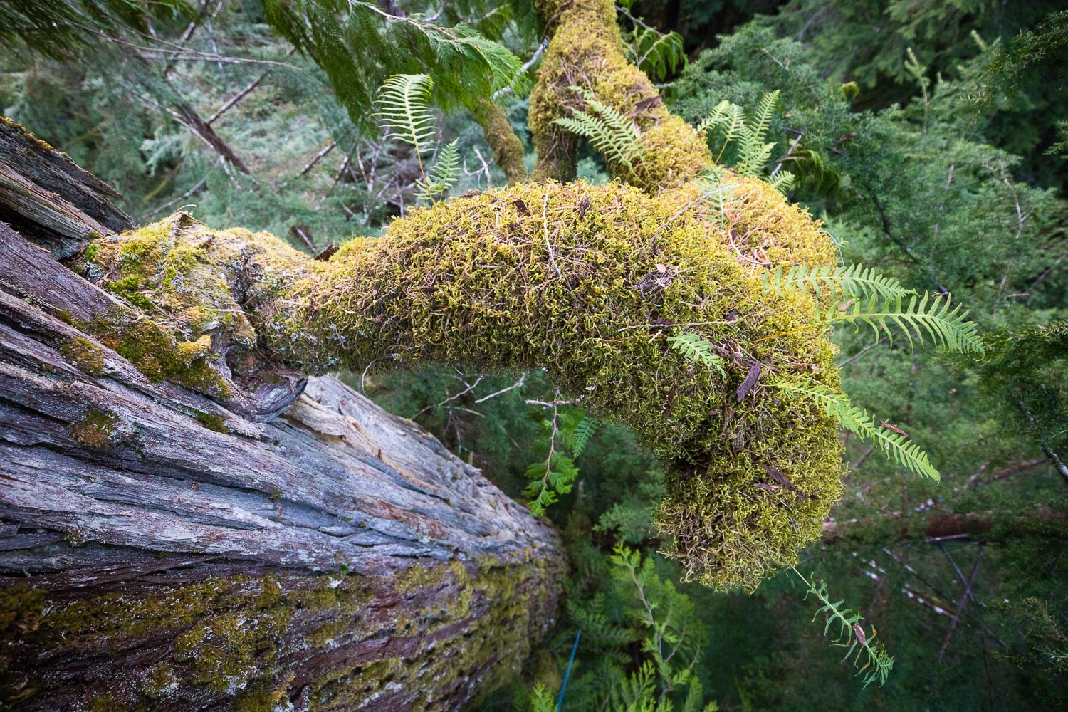 a moss covered rock in a forest with a green mossy surface and