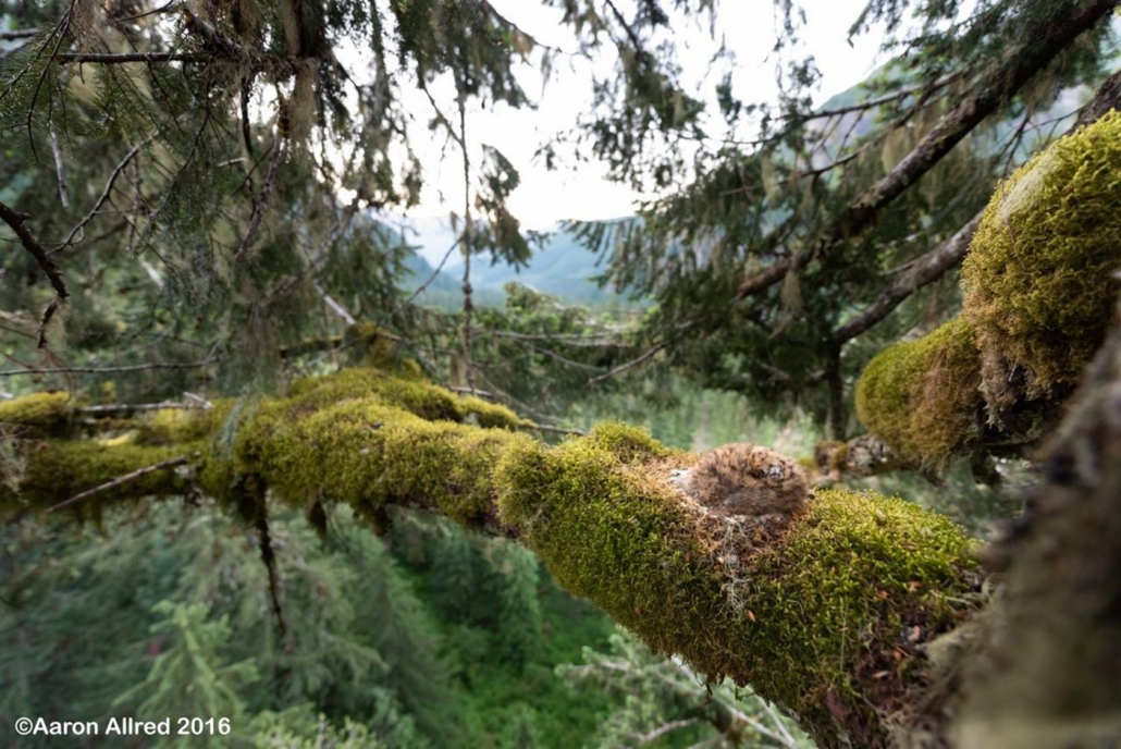 Baby murrelet in a cozy moss nest in an old-growth tree.