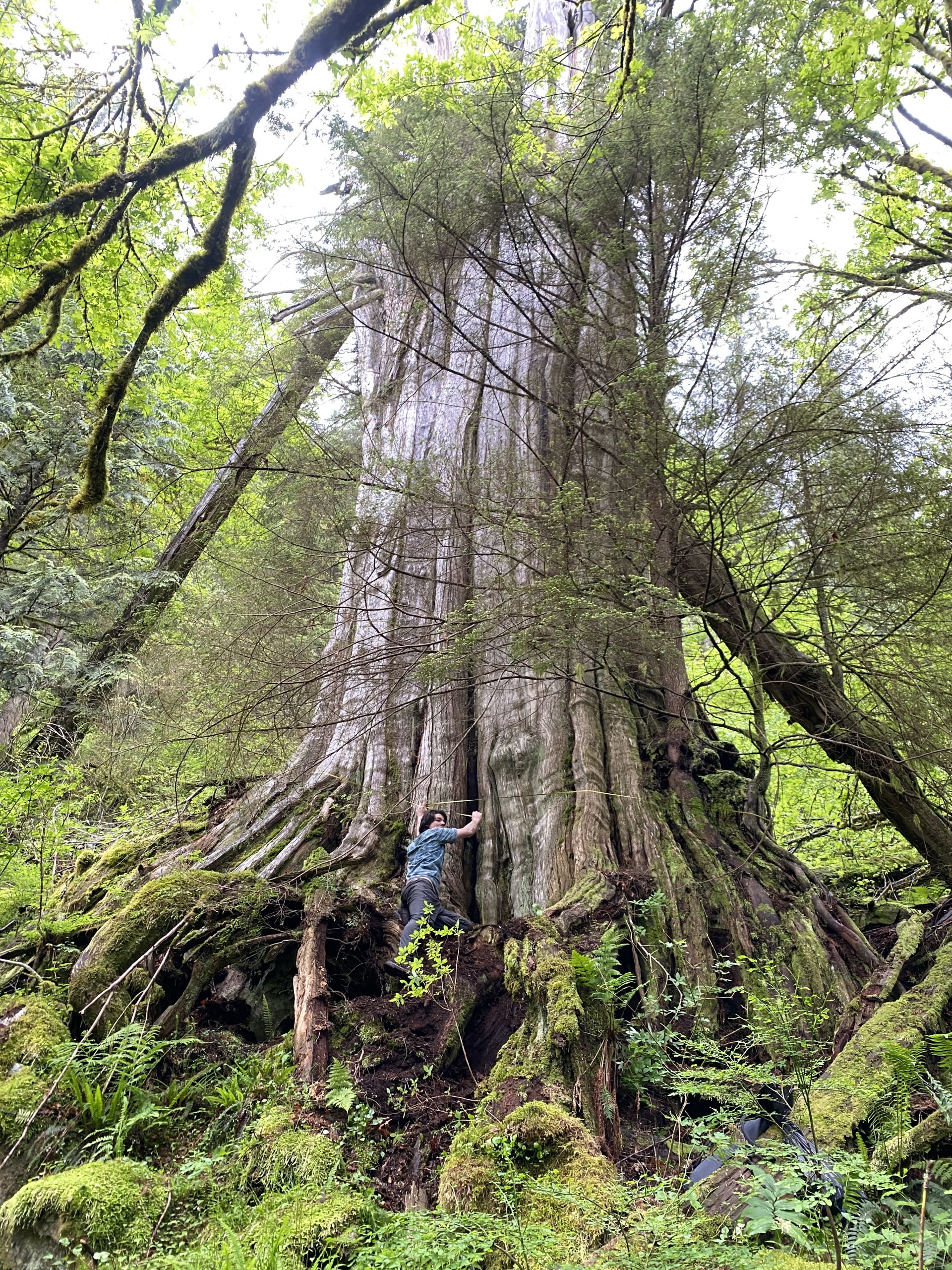 Canada's fourth-widest tree found in North Vancouver - Ancient Forest  Alliance