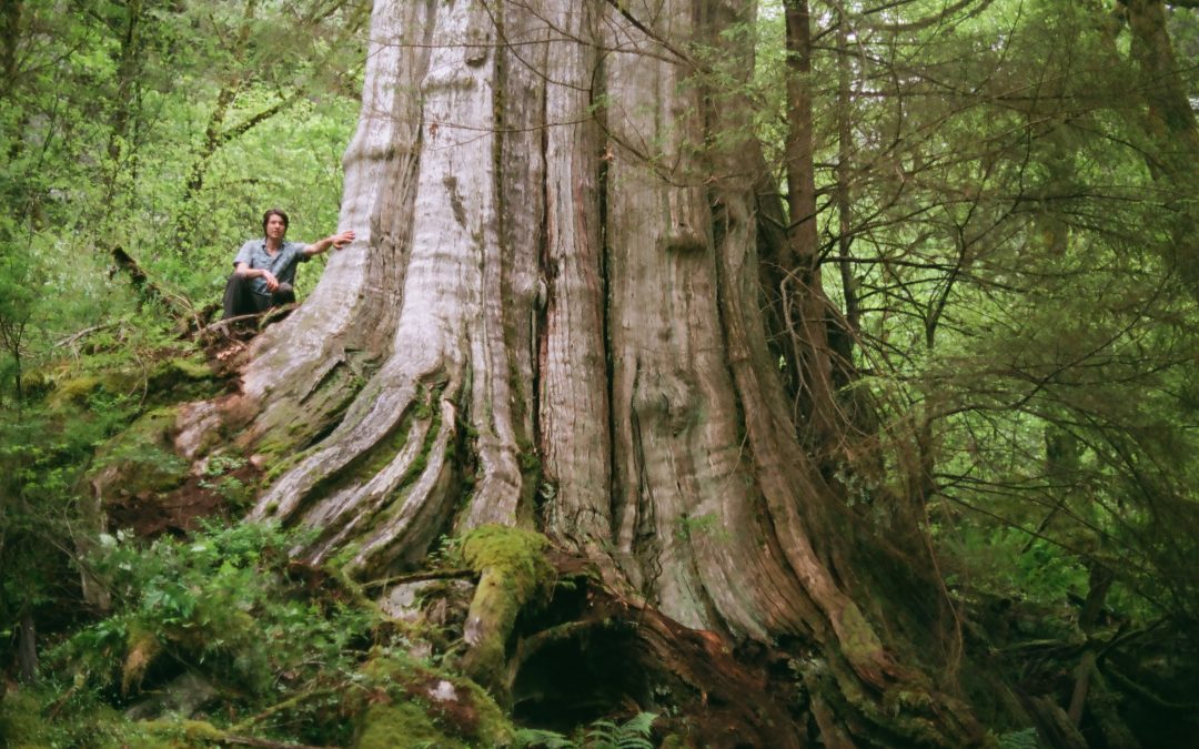 Canada’s fourth-widest tree found in North Vancouver