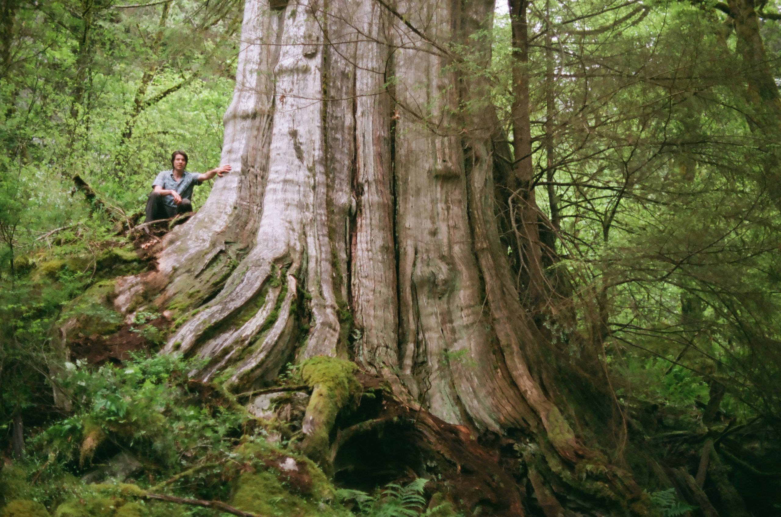 Canada's fourth-widest tree found in North Vancouver - Ancient Forest  Alliance
