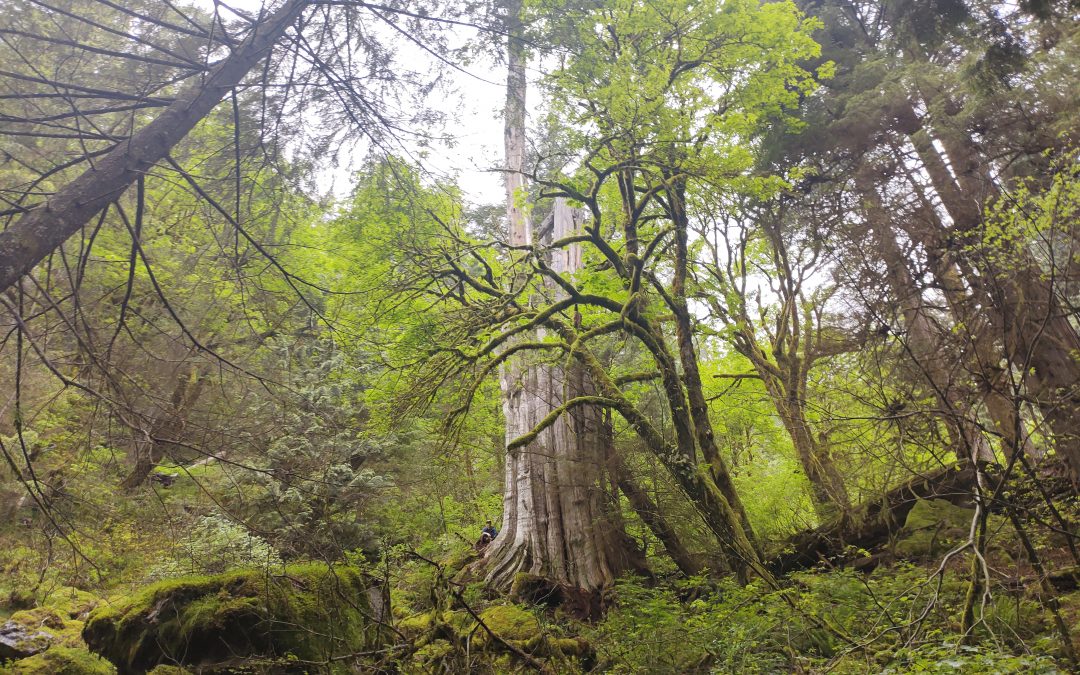 Giant tree found in North Vancouver could be Canada’s fourth widest