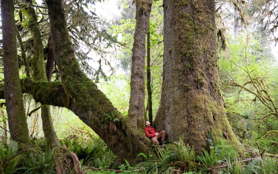 ACTION ALERT: Call for Old-Growth Funding in Budget 2023 by June 24th!