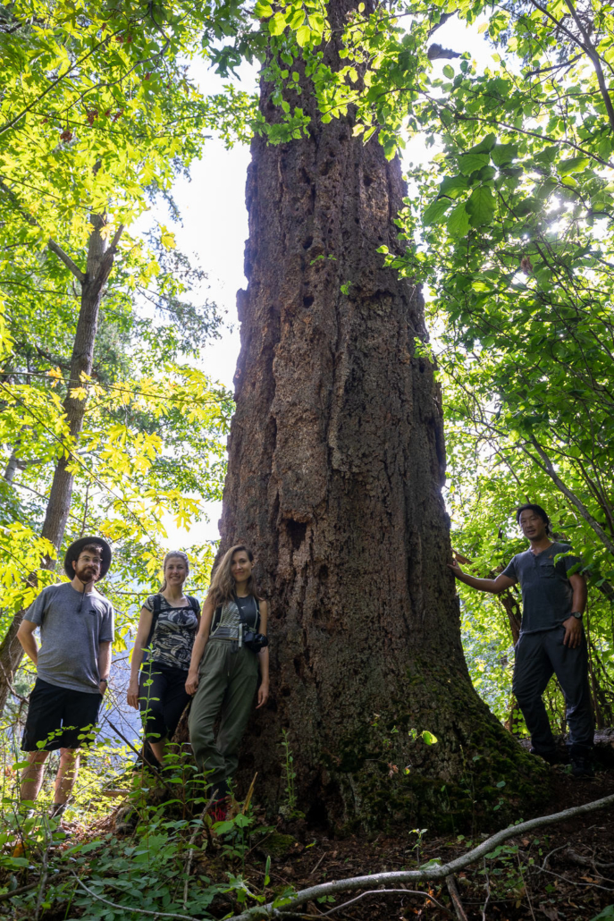 Checking out the #2 ranking interior Douglas-fir tree!