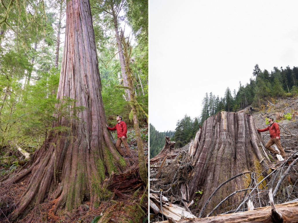 Quatsino Old-Growth Under Threat 2023 - Ancient Forest Alliance