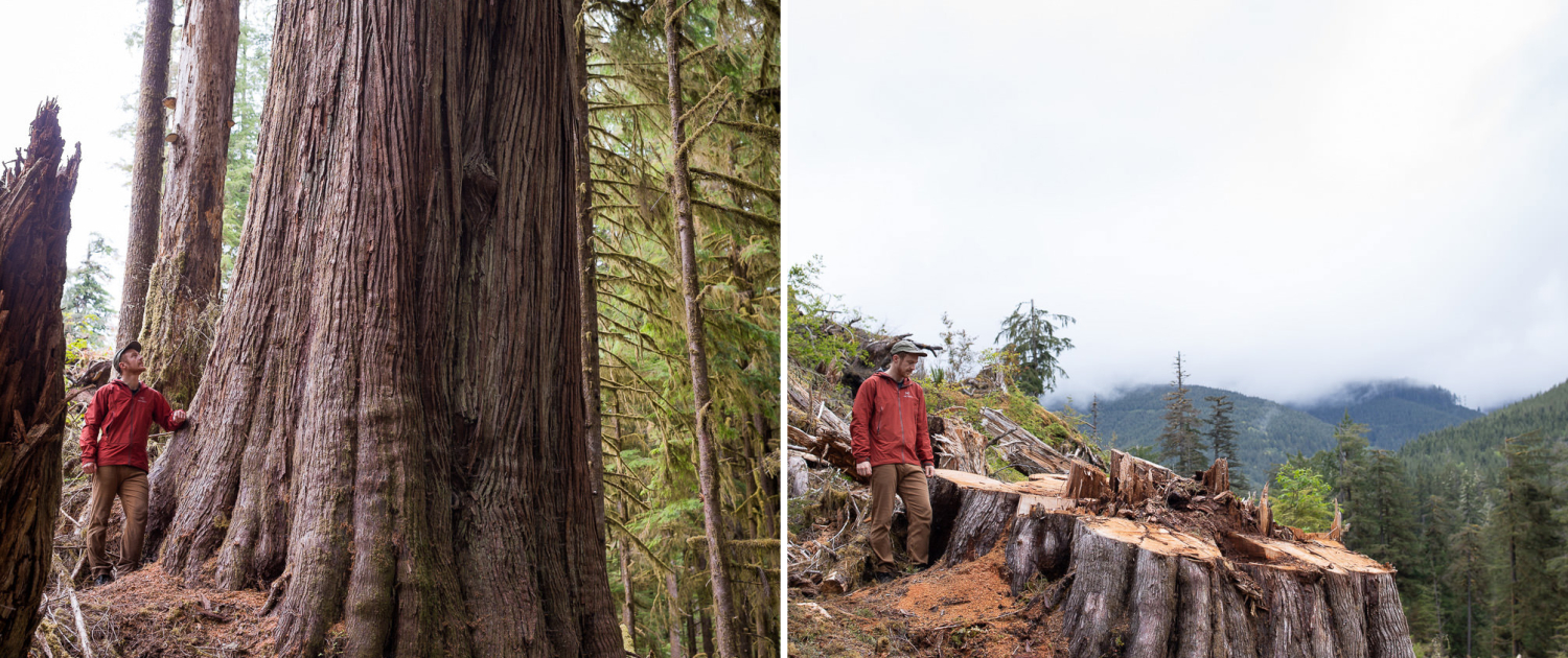 Before-and-after images of old-growth logging in the lower Caycuse Valley, captured by AFA conservation photographer TJ Watt.