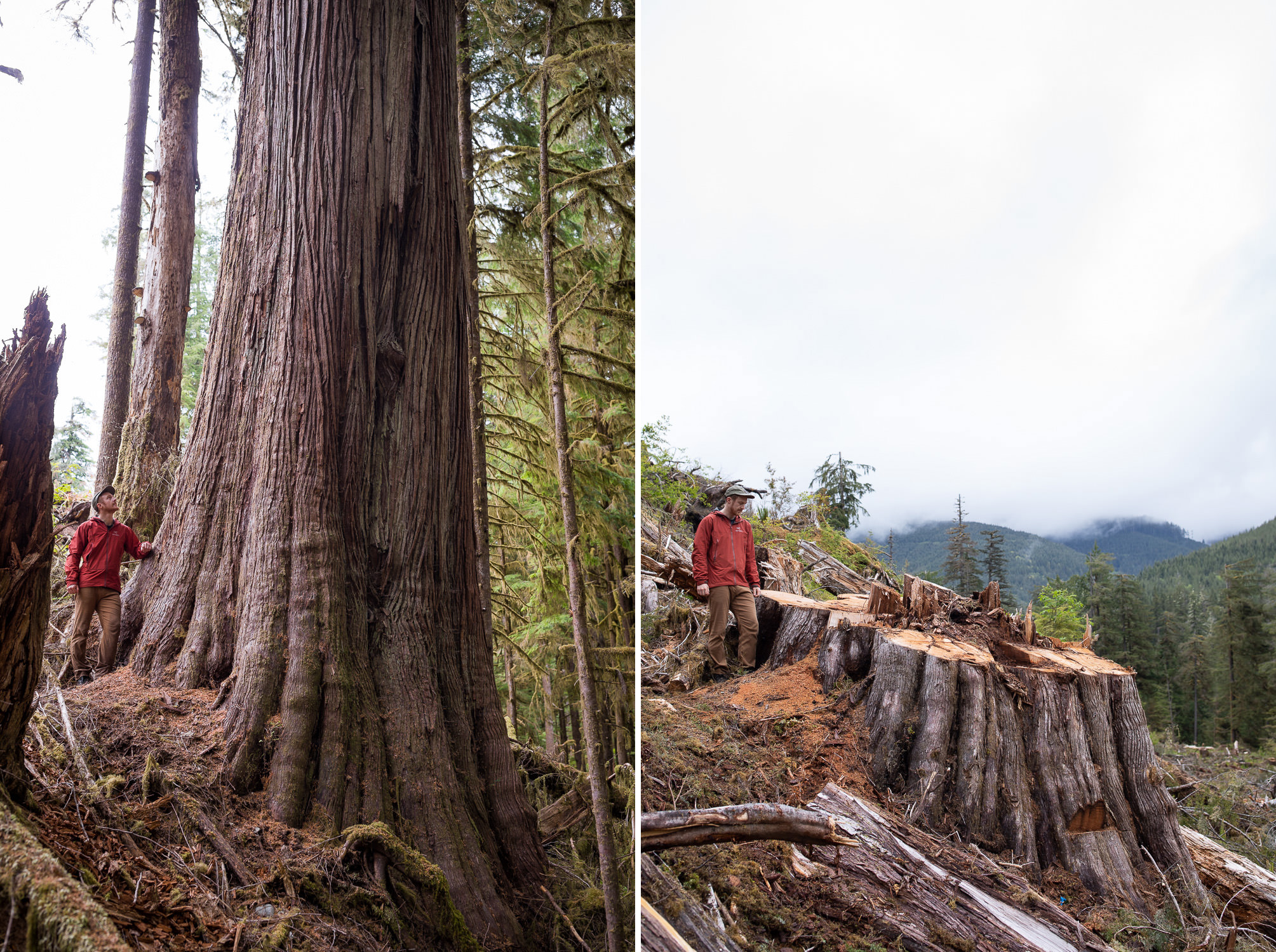 Before-and-after images of old-growth logging in the lower Caycuse Valley, captured by AFA conservation photographer TJ Watt.