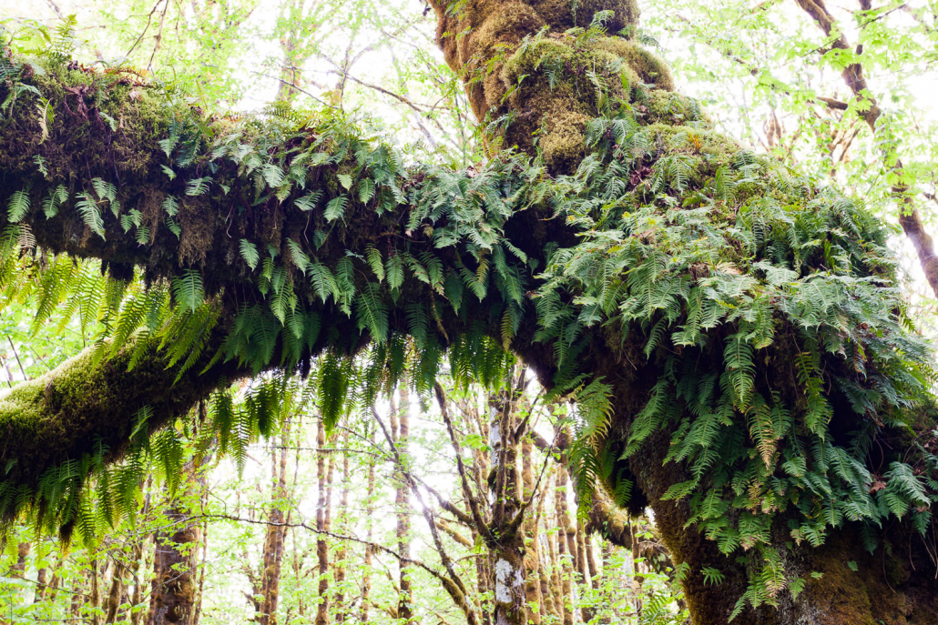 A mossy big leaf maple tree with licorice ferns growing along its trunk and branches.