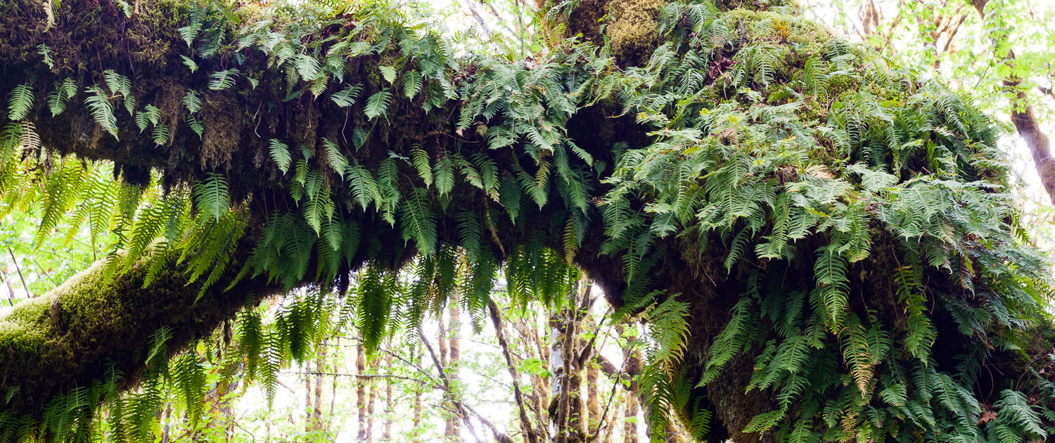 A mossy big leaf maple tree with licorice ferns growing along its trunk and branches.