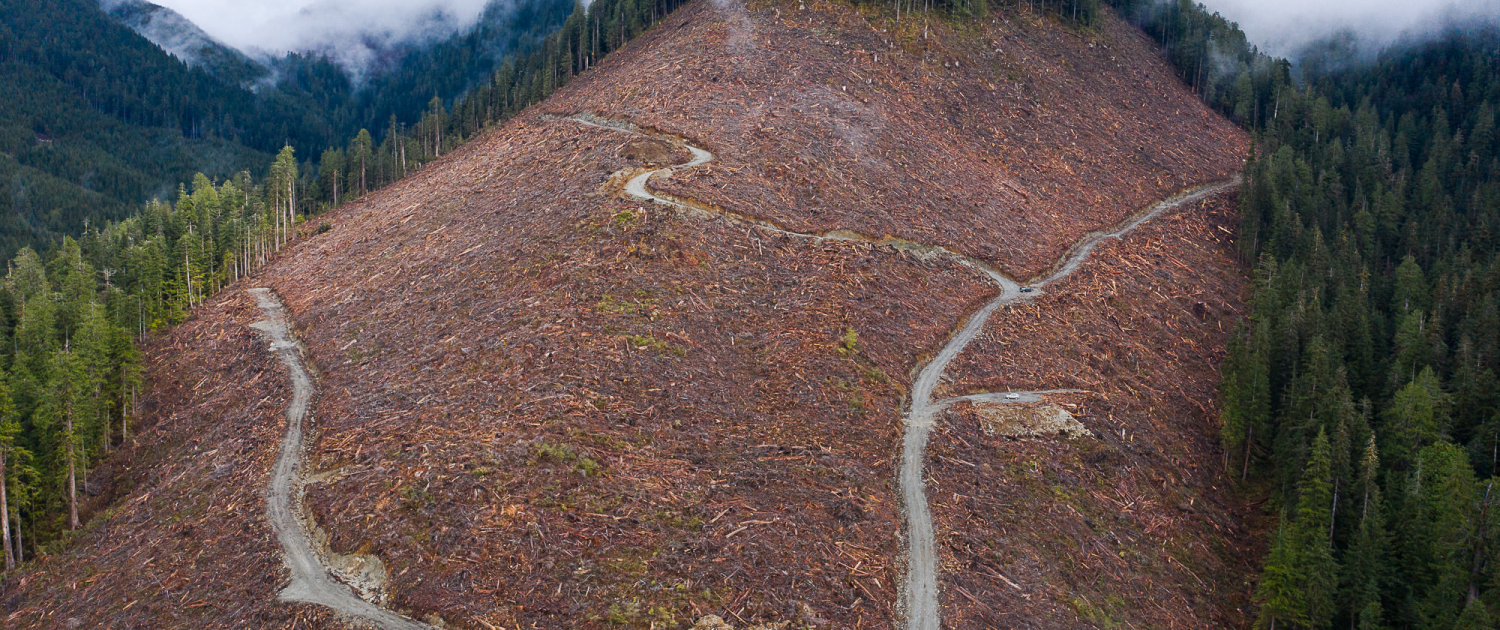 An aerial shot of a clearcut in the Caycuse Watershed in Ditidaht Territory.