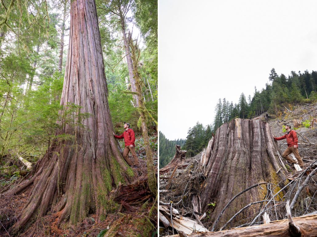 Ancient Forest Alliance photographer TJ Watt stands beside an old-growth redcedar tree before and after logging in the Caycuse watershed in Ditidaht territory on Vancouver Island, BC.