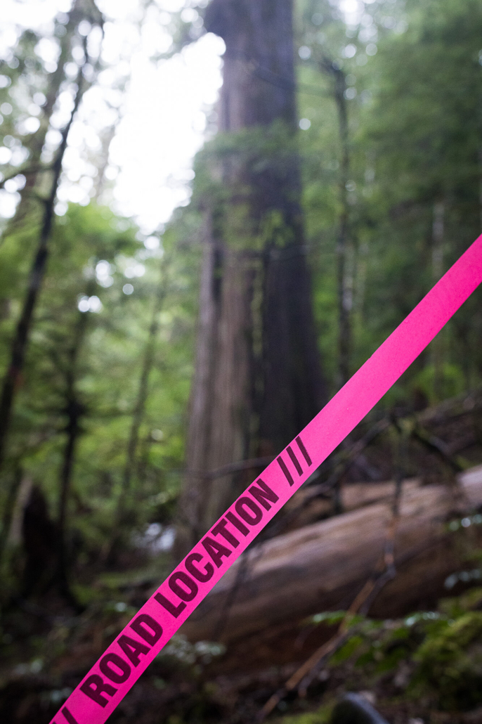 A pink ribbon signalling a new road to be put in flies in front of an old-growth section in the Caycuse Valley on unceded Ditidaht Territory