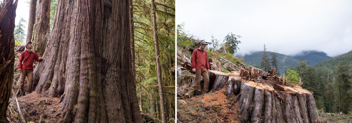 A man in a red jacket stands beside a tree and a stump in astonishingly sad before-and-after images of old-growth logging in the lower Caycuse Valley.