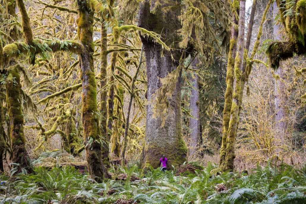 A woman wearing a magenta jacket stands in front of a massive Sitka spruce in an old-growth forest.