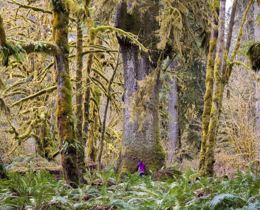 A woman wearing a magenta jacket stands in front of a massive Sitka spruce in an old-growth forest.