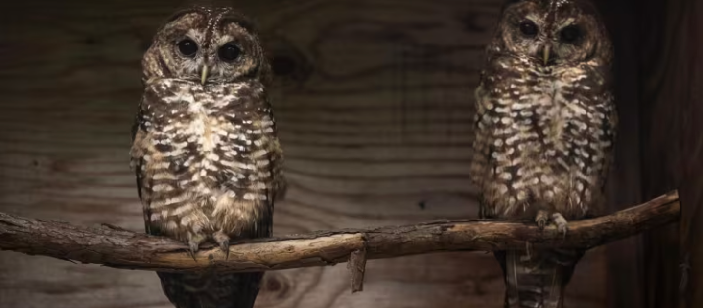 Two northern spotted owls sit side-by-side on a branch