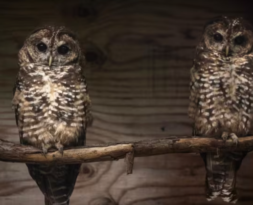 Two northern spotted owls sit side-by-side on a branch