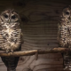 Two northern spotted owls sit side-by-side on a branch