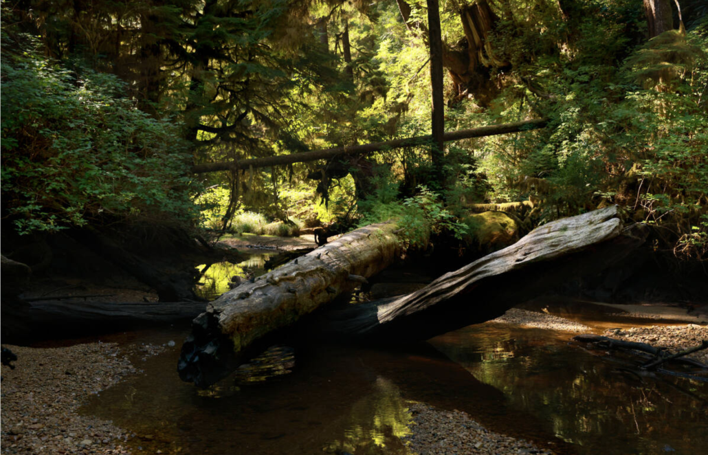 SALMON PARKS: Inside A Movement To Conserve Pacific Northwest Old ...