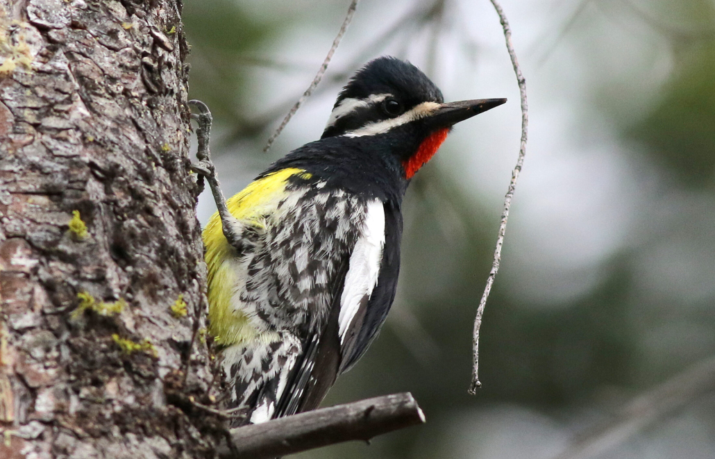 A male Williamson's Sapsucker clinging to a Pine Tree