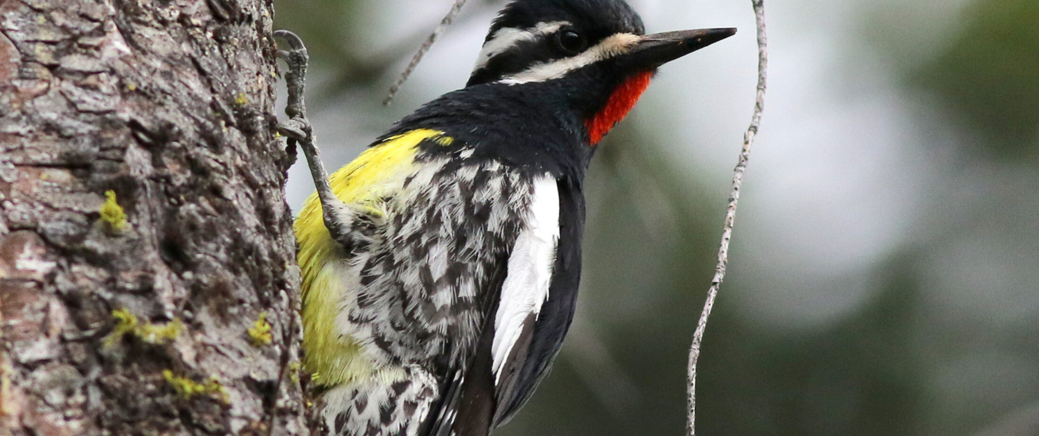 A male Williamson's Sapsucker clinging to a Pine Tree