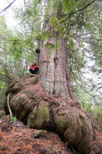 The funky looking 'Pumpkin Cedar' in the Jurassic Grove on Vancouver Island, BC. Pacheedaht territory.
