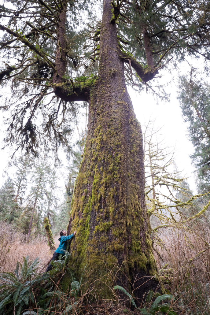 Ian tries his best to wrap his long arms around a mega Sitka spruce tree in the Port Renfrew region, Pacheedaht territory.