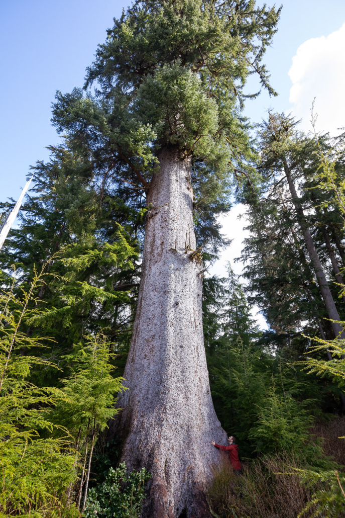 Canada's largest known spruce tree, 'San Jo's Smiley'! This towering tree grows just outside of the town of Holberg on northern Vancouver Island in Quatsino territory. Diameter 14 ft (4.36 m) Height 255 ft (77.8 m)