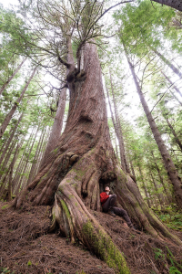 The Twizzler Cedar. This is one of the most magnificent and mesmerizing trees we've stumbled upon! Vancouver Island, BC. Diameter: 11 ft (3.9 m)