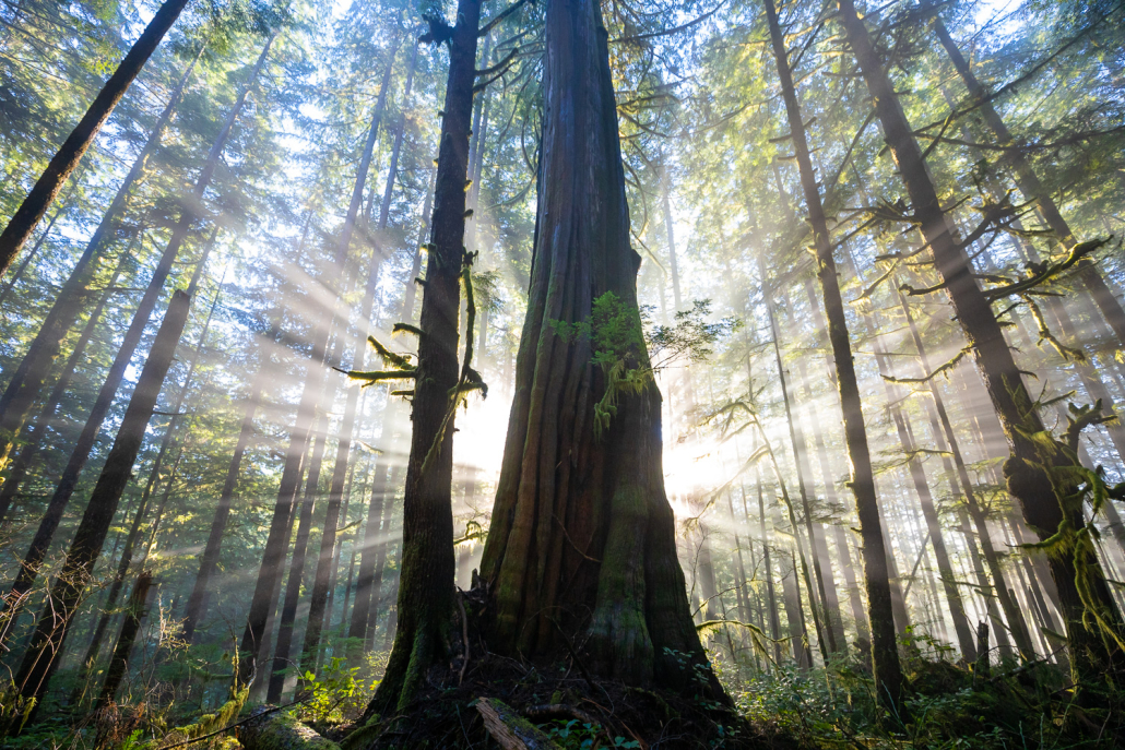 An old-growth grove is pierced by sunbeams coming through the trees