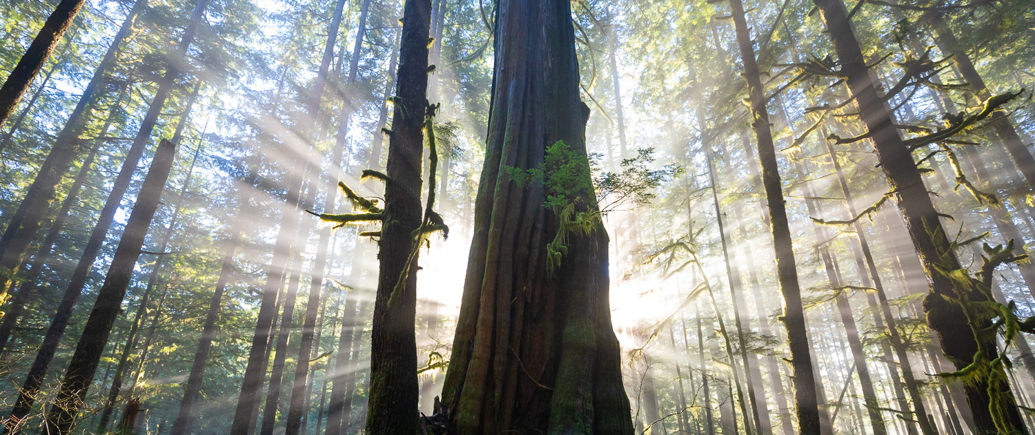 An old-growth grove is pierced by sunbeams coming through the trees