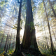 An old-growth grove is pierced by sunbeams coming through the trees