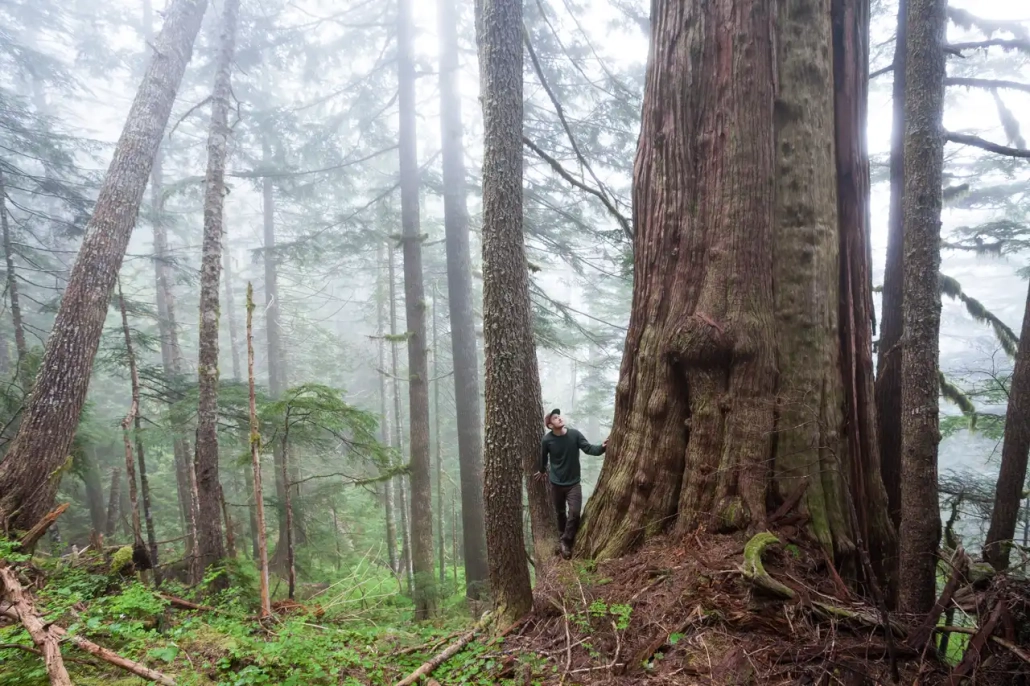 A man stands next to an ancient redcedar among a foggy forest