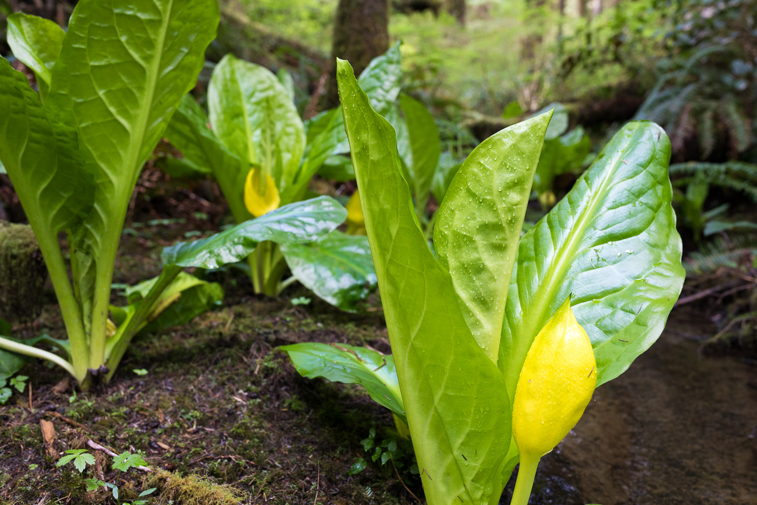A group of western skunk cabbage plants begins to show their yellow flowers.
