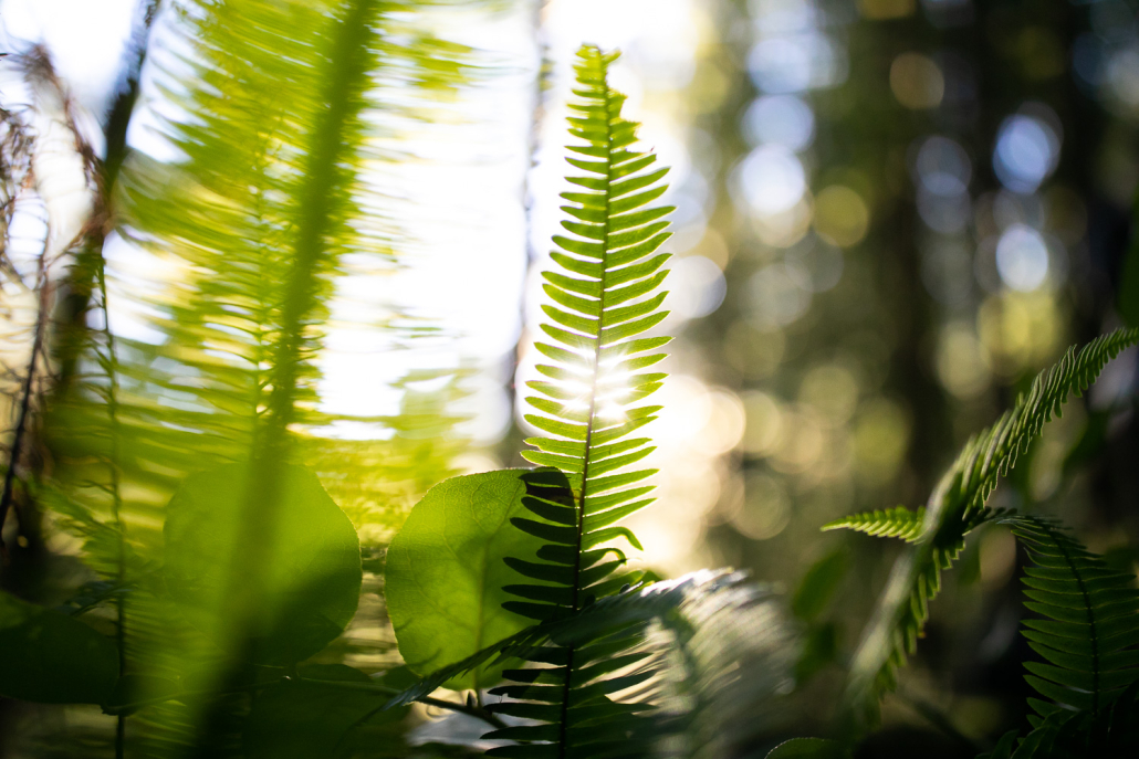 Deer fern in Pacheedaht Territory, near Port Renfrew. Photograph by Melissa Renwick