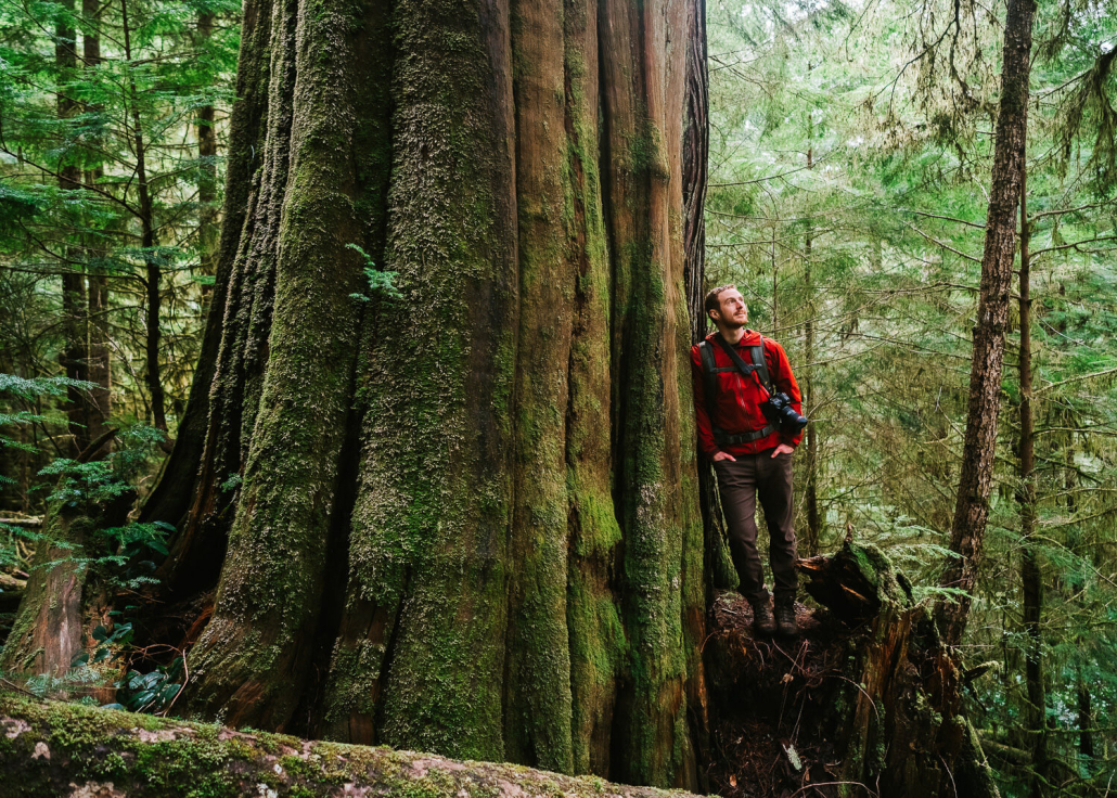 A man in a red jacket stands beside a massive old-growth cedar tree.