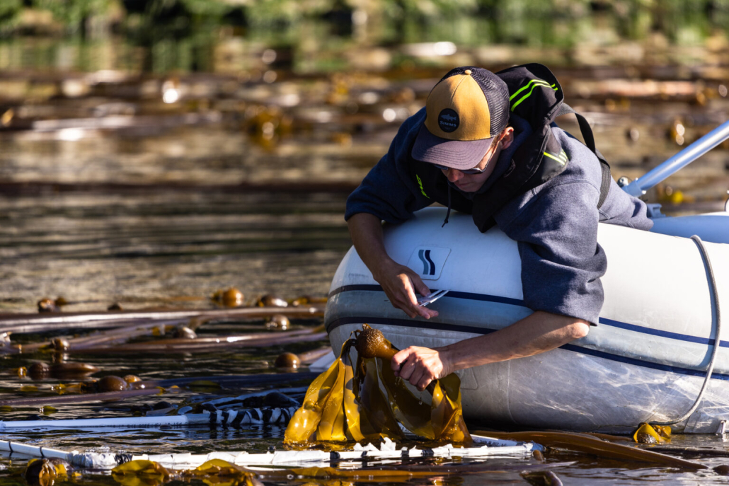 A man wearing a yellow and purple cap leans out of his boat to examine kelp in the water.