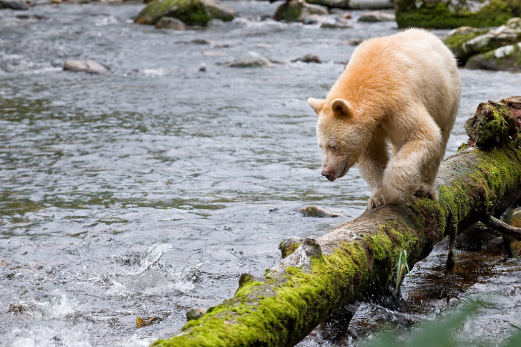 A Spirit bear walks along a mossy log hanging over a river whilst looking for salmon in the Great Bear Rainforest. 