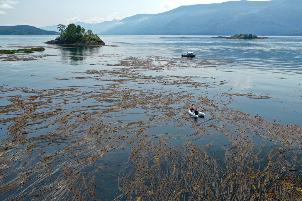 A dinghy floats in the sound with a small island and mountains in the background conducting a kelp survey.