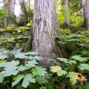 Inland-Rainforest-Sept-2017-87