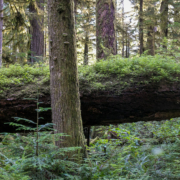 Mossome-Fir-Grove-Sept-2019-2-Pano