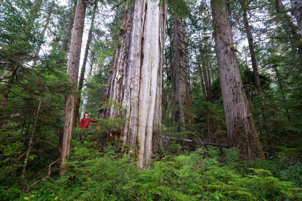 A man in a red jacket stands among towering western redcedars in Quatsino Territory.